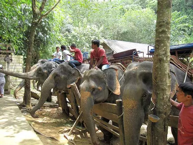 Massatge elefant terapeuta de Phuket o com descansar sense danys a la salut 24743_2