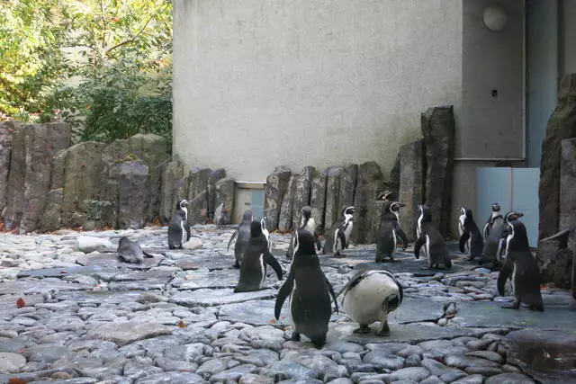 美妙的布拉格動物園！ /審查關於旅遊和景點布拉格 24841_2