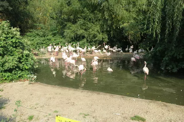 Maravilloso zoológico de Praga! / Comentarios sobre Tours y lugares de interés Praga 24841_3