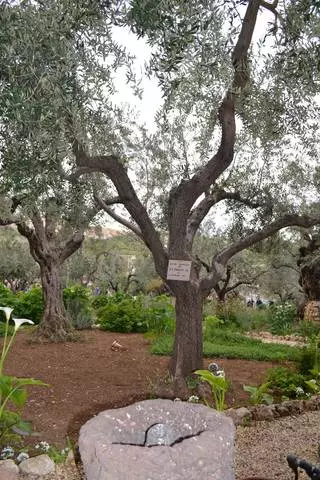 Hagehage og kirke av lidenskapen til Herren / vurderinger av turer og severdigheter i Jerusalem 24954_3