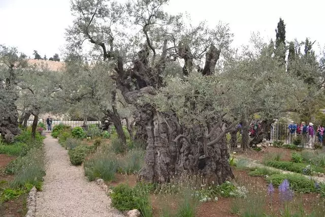 גן גן וכנסיית התשוקה של אדון / ביקורות של סיורים ומראות ירושלים 24954_4