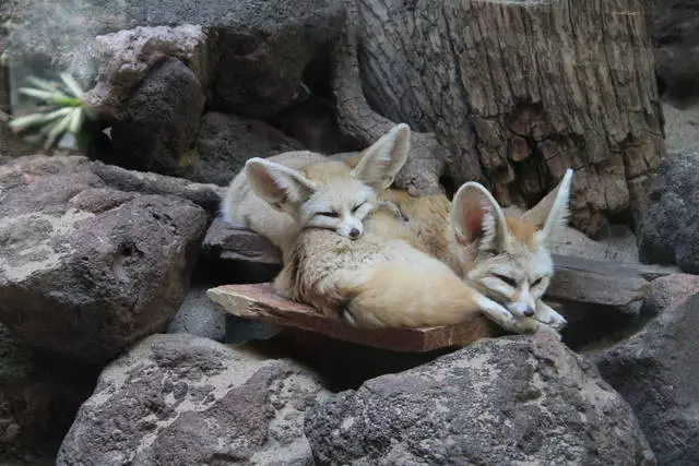 Besykje AMSTERDAM ZOO 'ARTIS' / resinsjes fan ekskurzje en sights fan Amsterdam