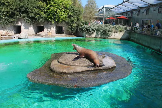 Амстердам амьтны хүрээлэнгийн амьтны хүрээлэнгийн Zoo 'Artis' / Amsterdam-ийн аялал, үзэмжийн тойм 25006_2