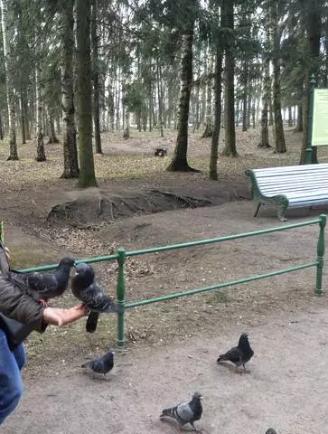 Pavlovski park on koht lõõgastumiseks. / Peterburi ekskursiooni ja vaatamisväärsuste ülevaated 25084_2