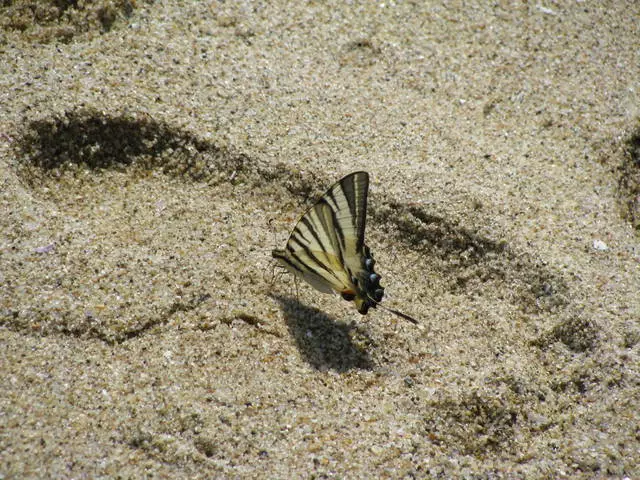 Agusta a cikin bita (Bulgaria) hutu ne na shakatawa a cikin gari mai natsuwa. 25106_7