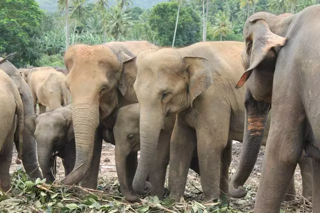 Bentota: Conas titim i ngrá le Srí - Lanka i 10 lá