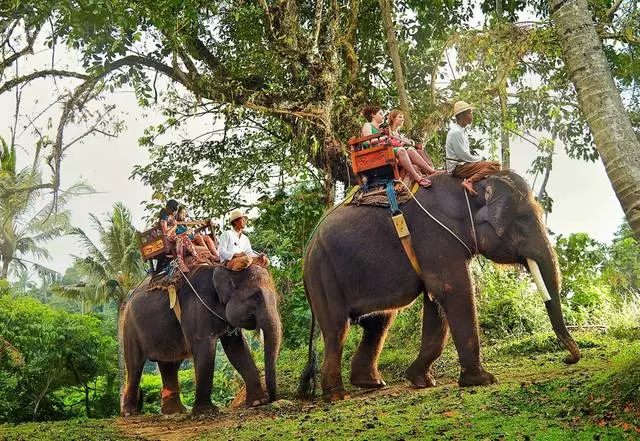 Safari em elefantes / comentários sobre excursões e pontos turísticos Bali