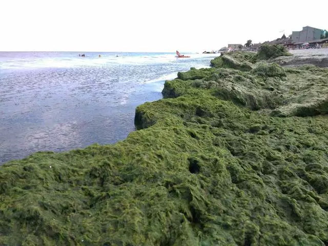 Mountains algae on the Azov Sea. Kirillovka 25322_2