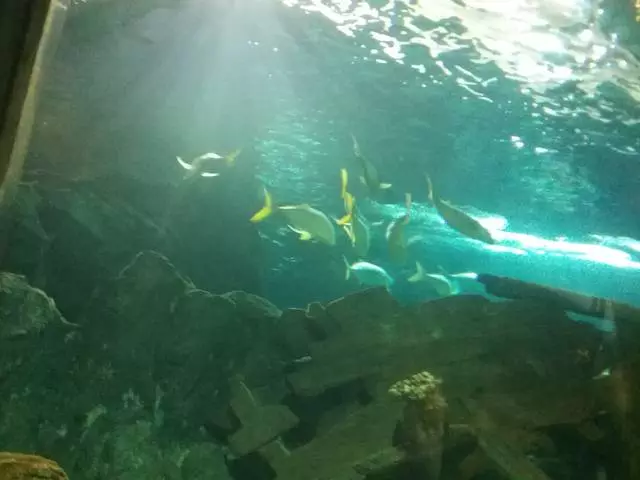 Çocuklar ve hamile kadınlar için Adler'deki Oceanarium. / Soçi'nin gezileri ve gözde mekanları hakkında / değerlendirme 25450_2