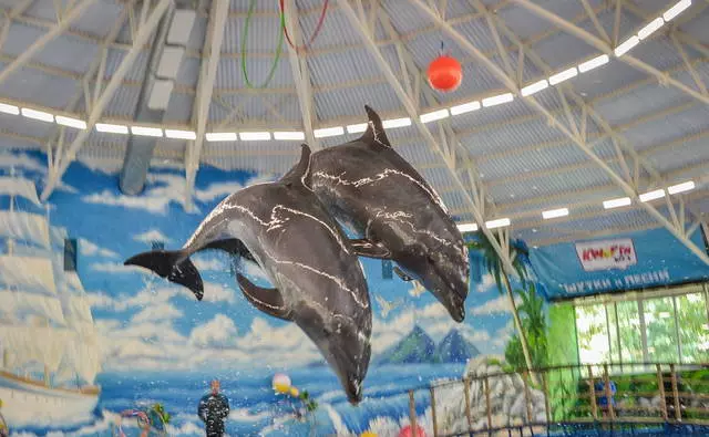 El millor espectacle al Nizhny Novgorod Dolphinarium 