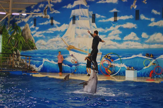 Den bästa showen i Nizhny Novgorod Dolphinarium 