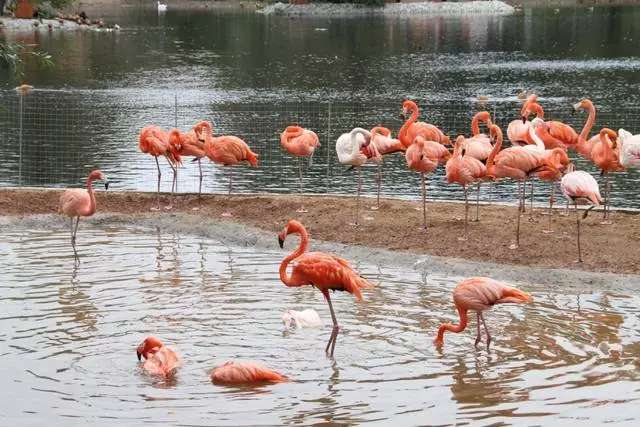 Mawasiliano isiyo na kukumbukwa na wanyamapori katika zoo ya Moscow / mapitio ya safari na vituko vya Moscow 25611_2