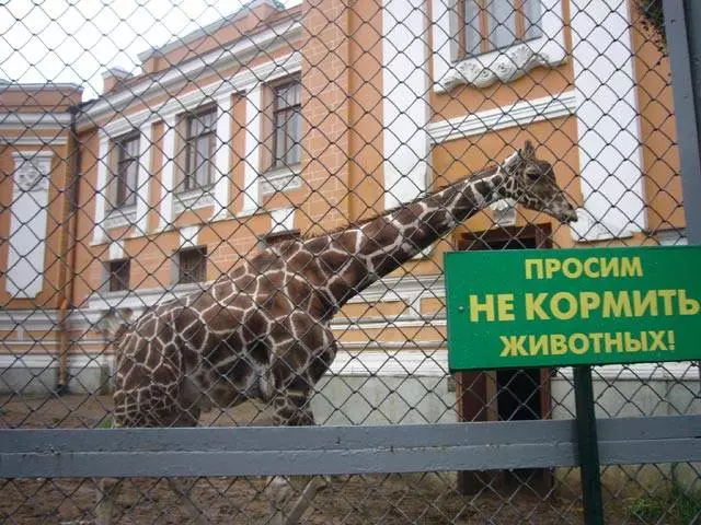 Komunikasi yang tidak dapat dilupakan dengan hidupan liar di zoo / tinjauan Moscow dari lawatan dan pemandangan Moscow 25611_4