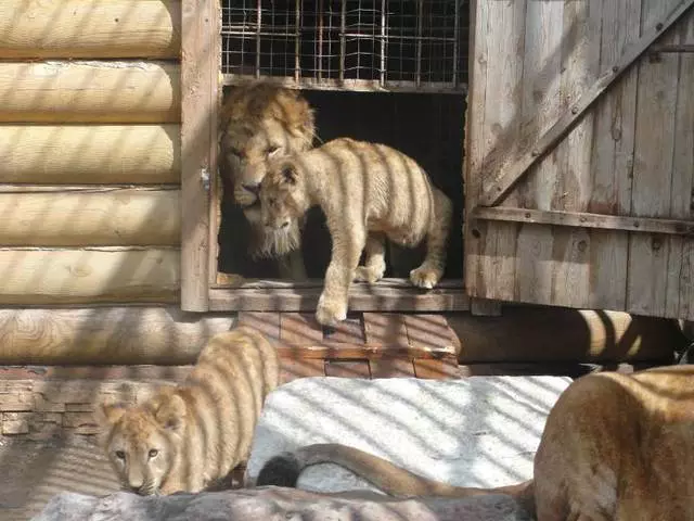 Familia ya kutembea katika Hifadhi ya 