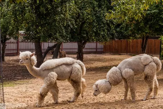 Zooparkdakı heyvan dünyası ilə tanışlıq 