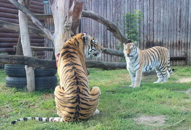 Cunoștință cu lumea animală în grădina zoologică 