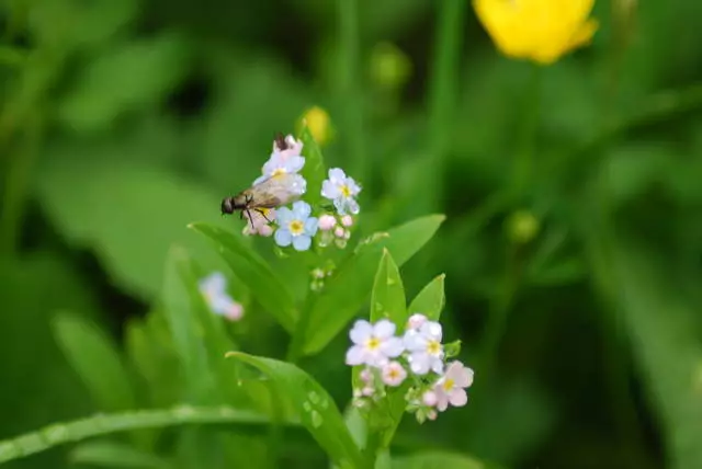 ગોવાલા પર ચડતા 2584_17