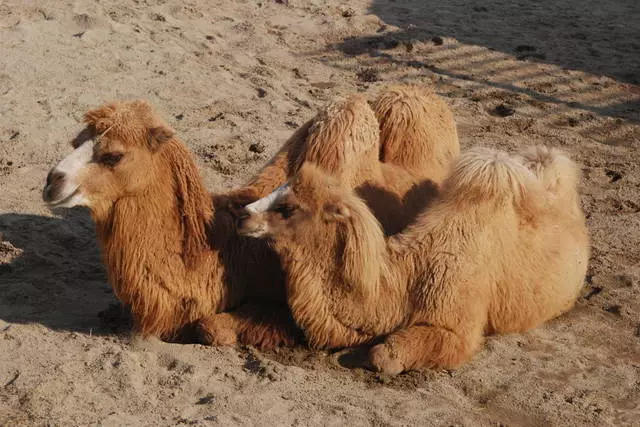 神秘的焊接eILAT.