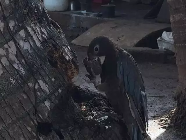 Udhëtim javore në një ëndërr nga fëmijëria: Madagaskar Nosybe, Ankarana, Antsiranana, Diégo Suarez dhe Antananarivo 26095_20