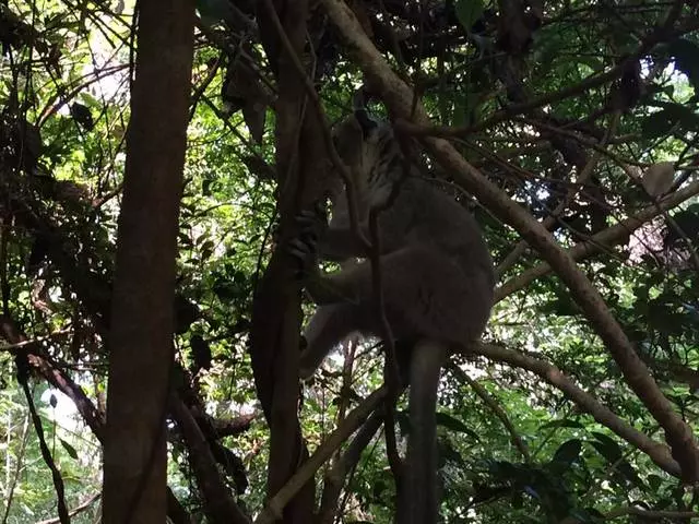 Wöchentliche Reise in einem Traum aus Kindheit: Madagaskar Nosybe, Ankarana, Antssiranana, Diégo Suarez und Antananarivo 26095_28