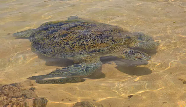 Safari ya mkali zaidi ya ulimwengu mwingine, ustaarabu mwingine, kwa mji, kutoka ambapo unaweza kwenda kwenye miamba kubwa ya matumbawe na kuogelea na turtles kubwa, mji wa ajabu wa cairns 26273_4