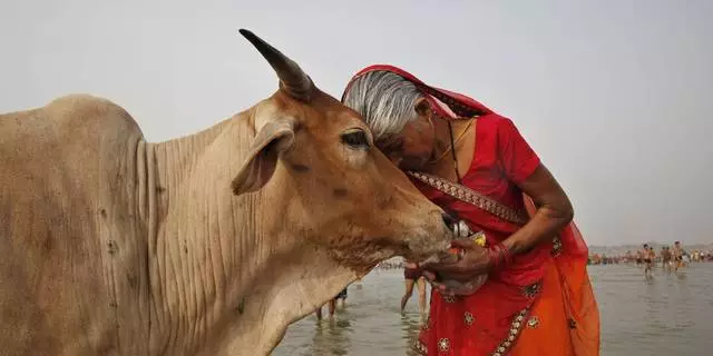 Touristische Notizen, Kühe, Affen - Indien Land der Kontraste. 26532_2