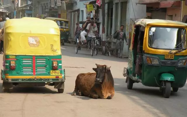 Catatan wisata, sapi, monyet - negara India kontras. 26532_9