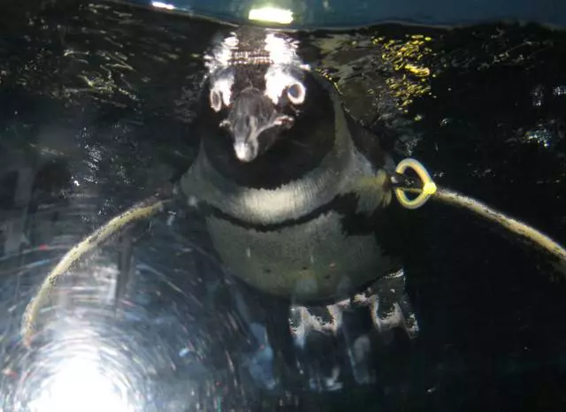 Oceanarium in Bangkok