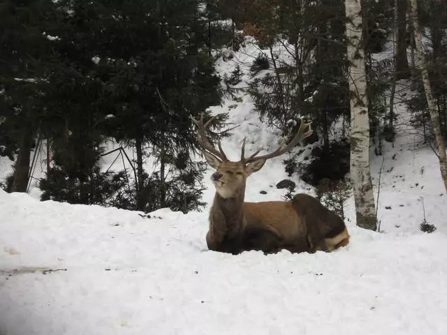 Juletur til Yaremche 2695_2