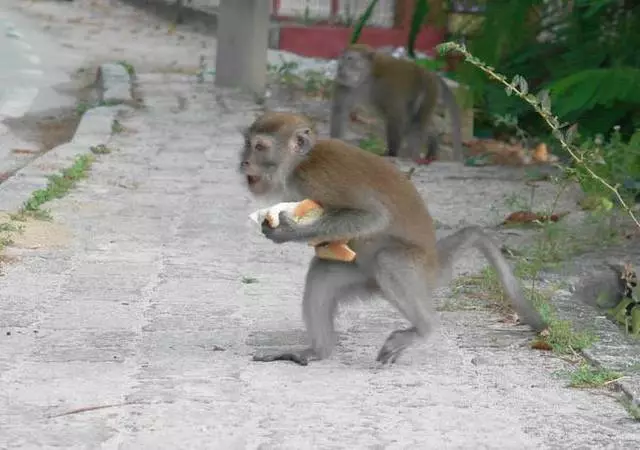 Pangkore மீது முழு ஓய்வெடுக்க