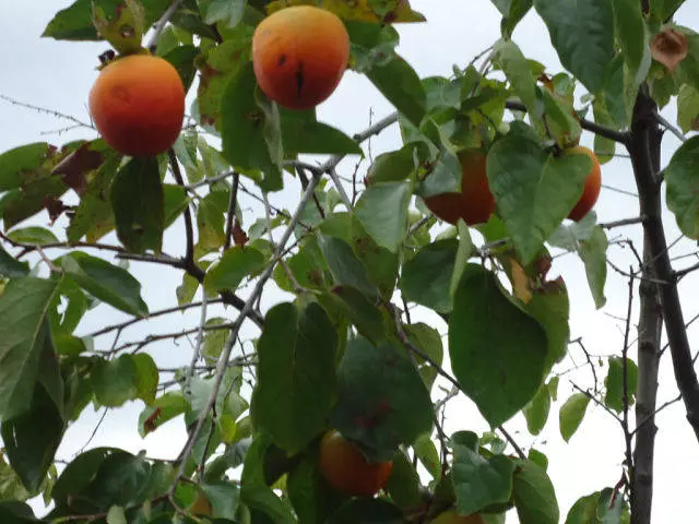 Sezona za odmor u Abhaziji. Kada je bolje otići na odmor u Abhaziji? 274_2