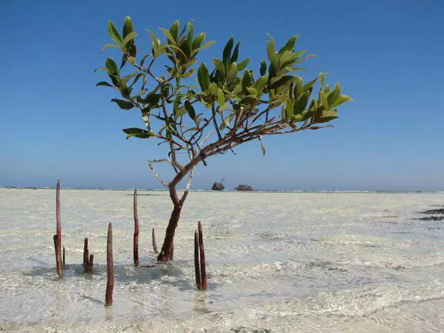 Watter uitstappies is die moeite werd om in Sharm El-Sheikh te besoek? 2785_7