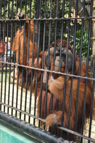 Naon kasabaran tiasa didatangan di Bangkok? 2944_9