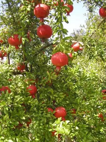 Πότε είναι καλύτερα να ξεκουραστείτε στο Beldibi; 2947_3