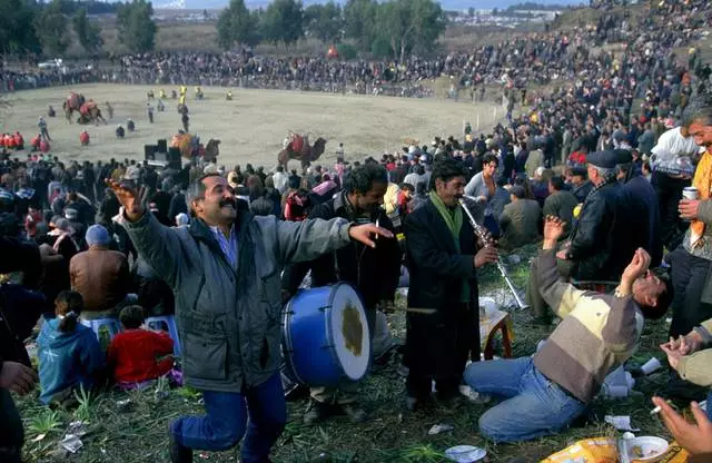 Velbloudí bojuje v Bodrum