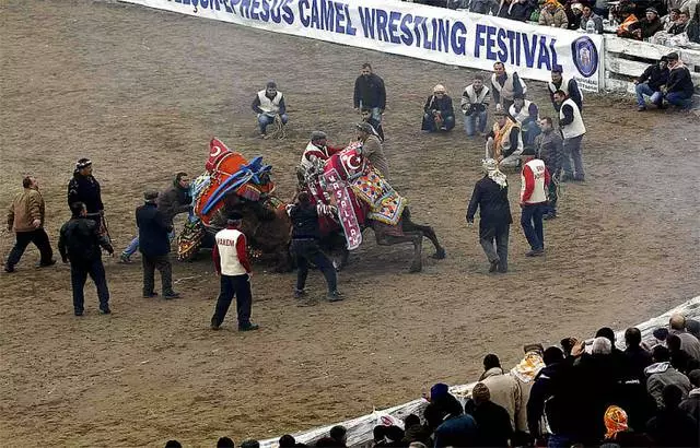 Camel fights sa Bodrum. 2951_2