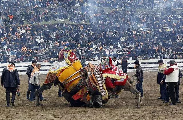 Camel luptă în Bodrum 2951_3