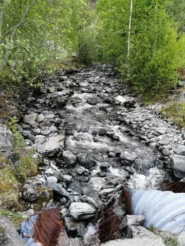 Flea - Illa de Calma i Unitat amb Natura 29821_2