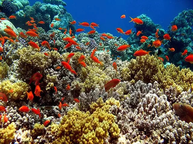 Le più belle barriere coralline del mondo