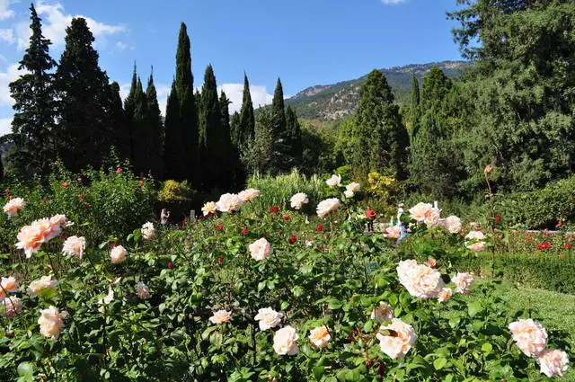 Nikitsky Botanisk Have på Krim 30816_3