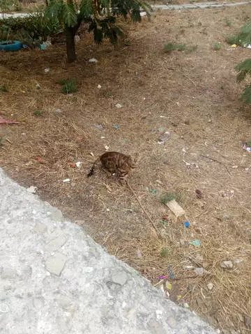 אלושטה נעימה: זיכרונות חמים במשך כל השנה. 30986_4