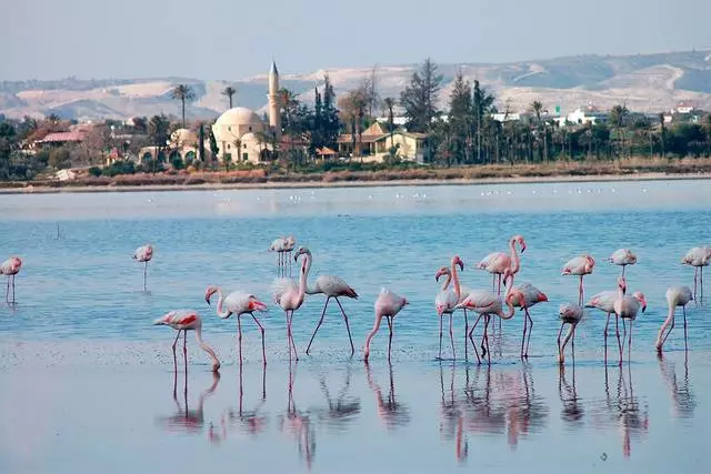 טשיקאַווע יקסקערזשאַנז פון פּראָטעאַראַס 31659_1