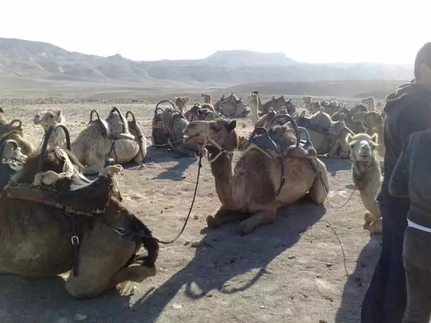 Vjaġġar lejn Bedouins fid-deżert Negev