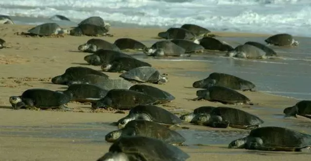 Katera od plaž Goa se imenuje 