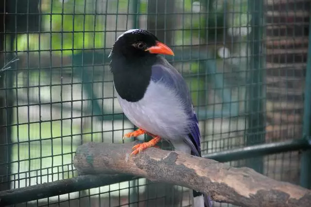 Phuket zoološki vrt 3200_2