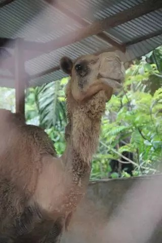 Phuket zoo 3200_4