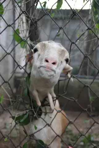 Phuket Zoo 3200_6