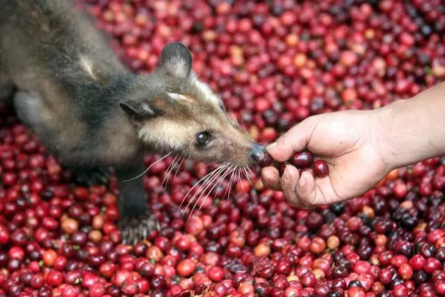 Ni ubuhe bwoko butandukanye bwa kawa ari byiza kugura muri Vietnam? 33019_3