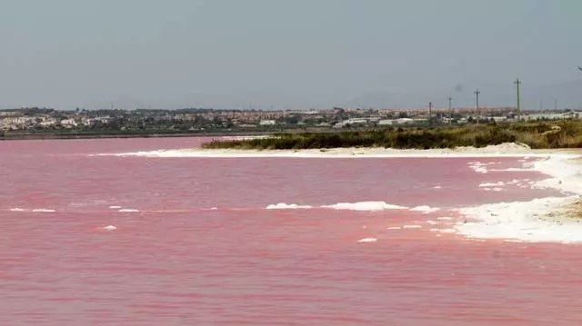 Que excursións deben ir a Torreviej?