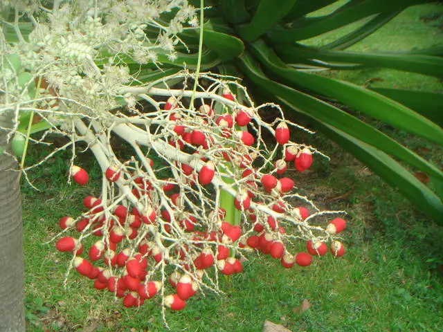 Veidi umbes omaduste puhata Phuket 3589_5